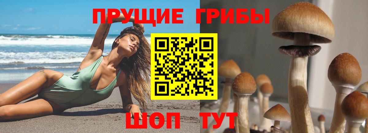 Галлюциногенные грибы прущие грибы  Вход с VPN  Димитровград  где найти   Псилоцибиновые грибы Psilocybe 